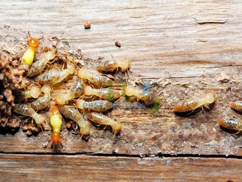 diệt mối quận 5 diệt mối quận 5
