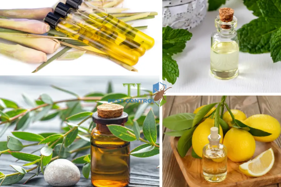 Mẹo Tránh Muỗi Đốt Hiệu Quả Nhất Tại Nhà
