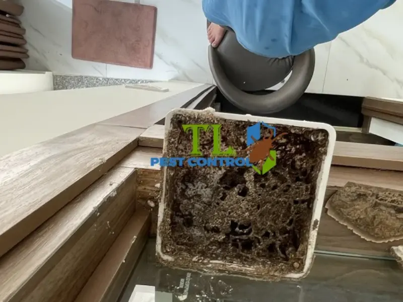 Diệt Mối Trần Long tự hào là đối tác đáng tin cậy với nhiều ưu điểm vượt trội Diệt Mối Trần Long tự hào là đối tác đáng tin cậy với nhiều ưu điểm vượt trội