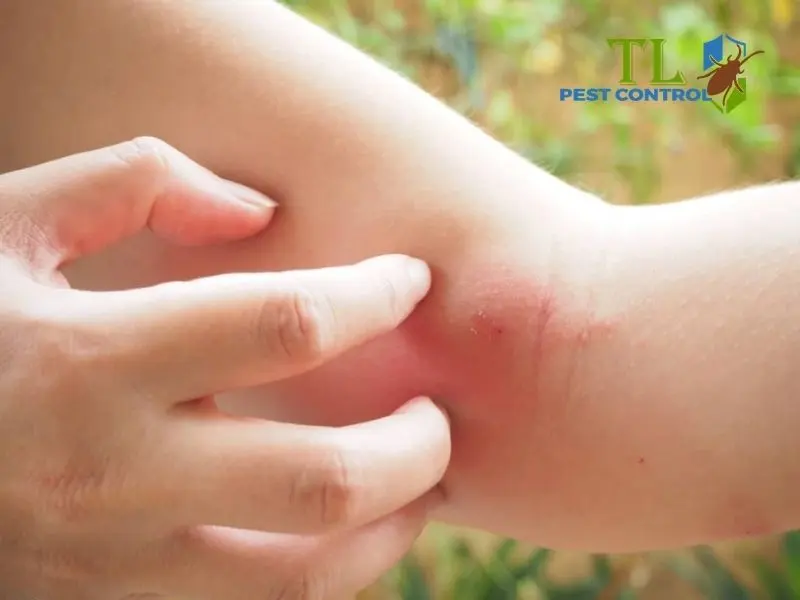 có bao nhiêu loại muỗi có bao nhiêu loại muỗi