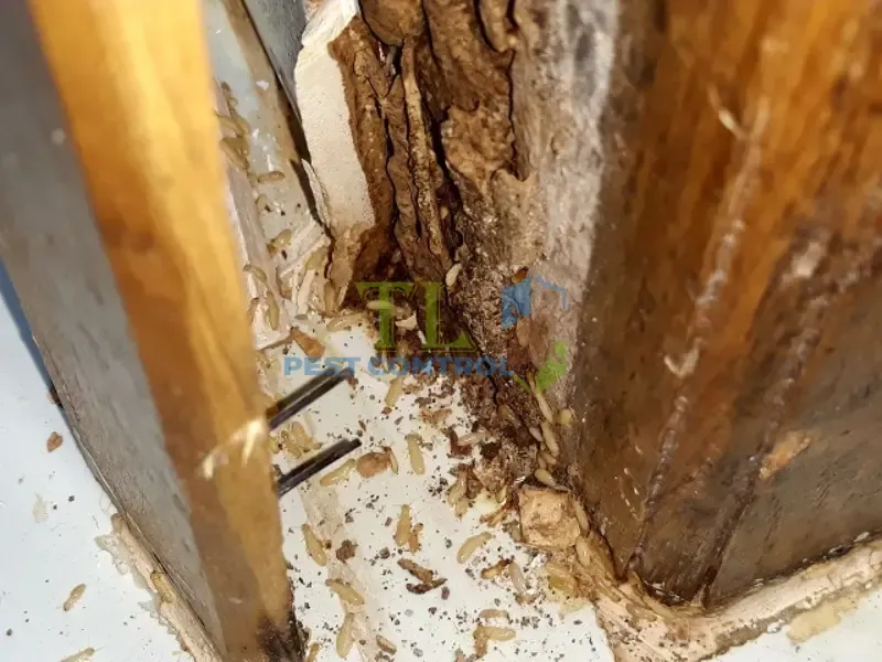 Mức độ tấn công của mối mọt 
