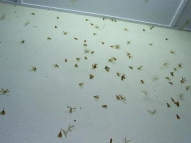 nguyên nhân có mối trong nhà
