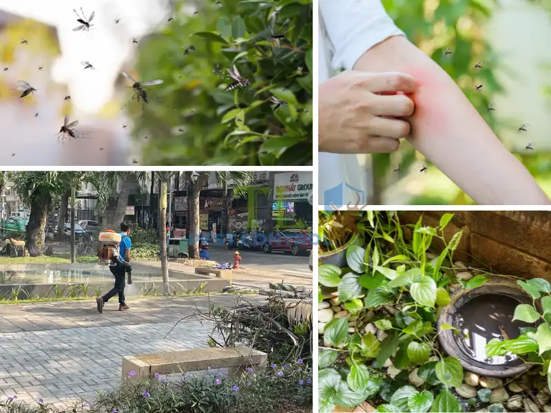 Sử dụng dịch vụ kiểm soát côn trùng chuyên nghiệp khi muỗi tăng đột ngột