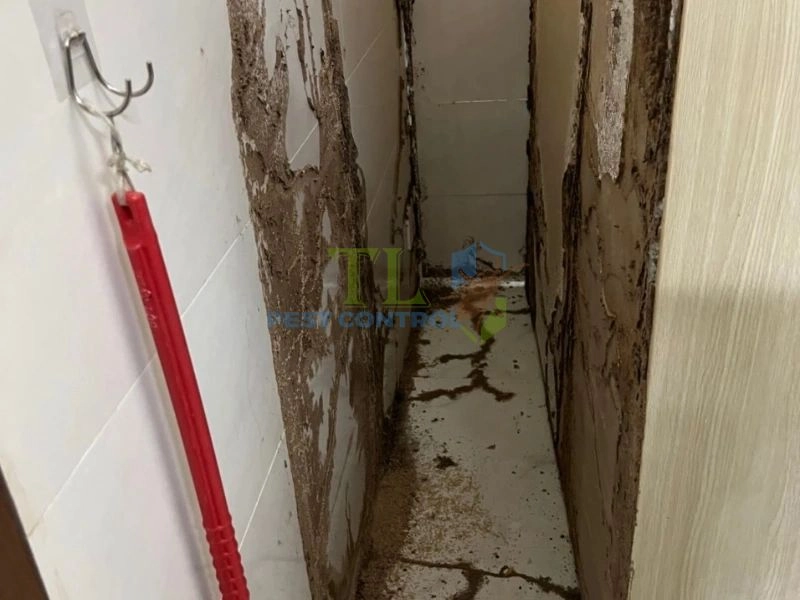 dịch vụ diệt mối uy tín