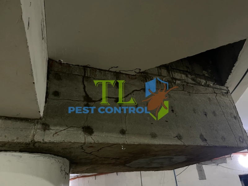 Xử lý mặt nền phía trong nhà ngăn ngừa mối xuyên tâm