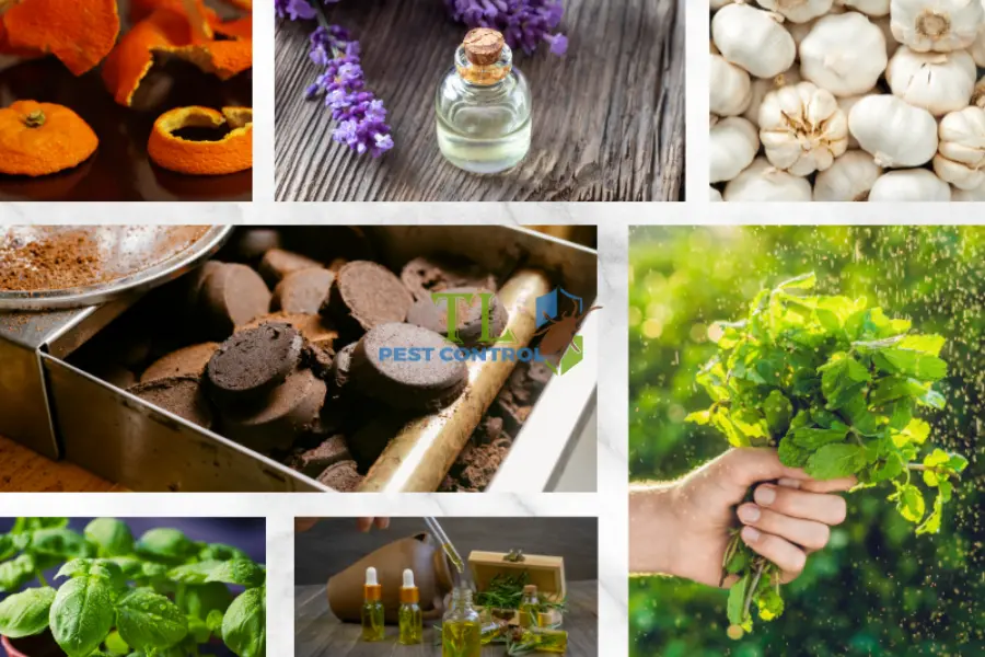 Muỗi Sợ Mùi Gì? Những Mùi Hương Tự Nhiên Đuổi Muỗi Hiệu Quả Và An Toàn