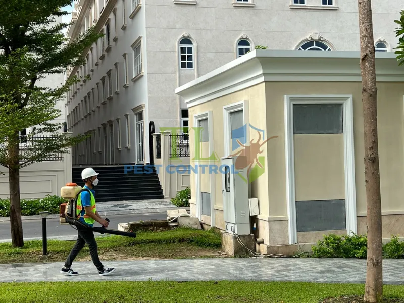 Lưu ý trước và sau khi xử lý mối tại chung cư