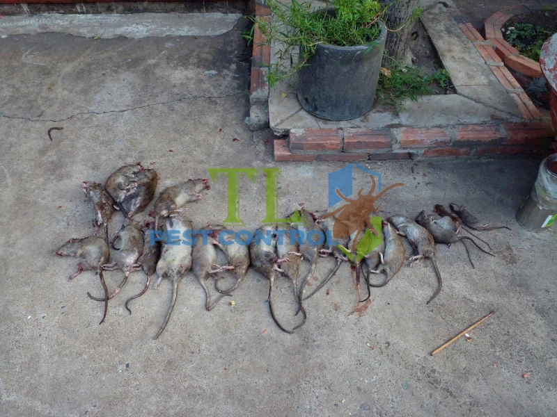 diệt chuột cống