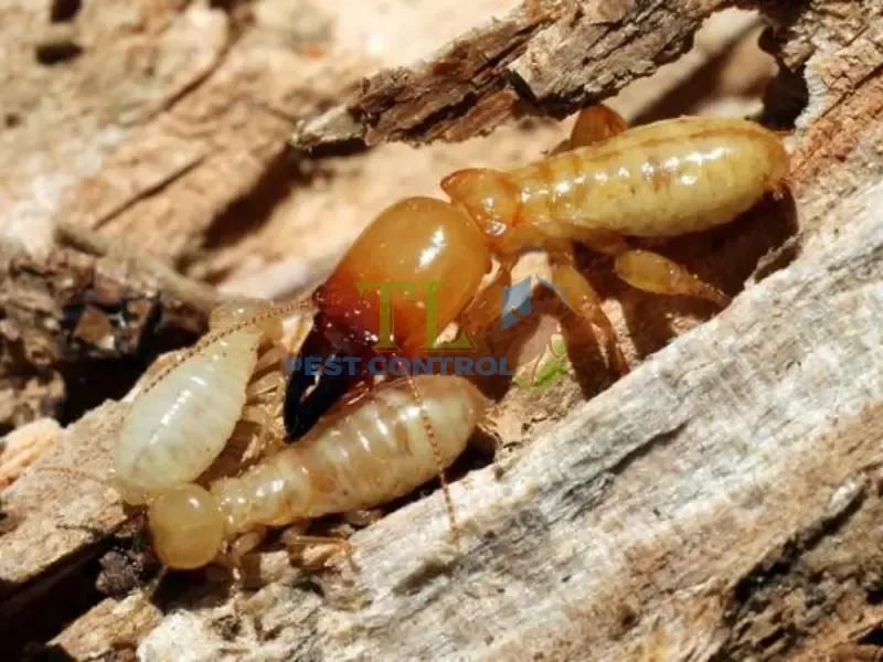 Tác hại của mối 