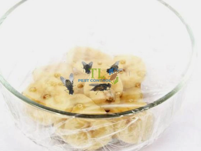 cách diệt ruồi giấm trong bếp