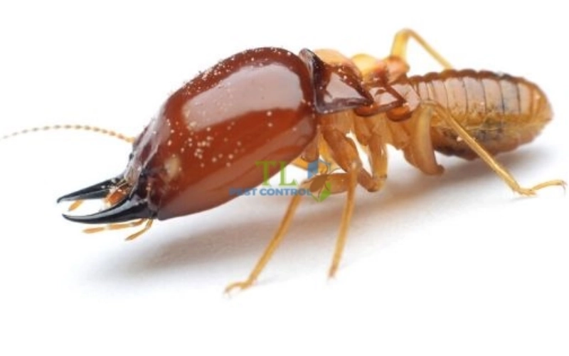 Những đặc điểm hình thái của mối thợ