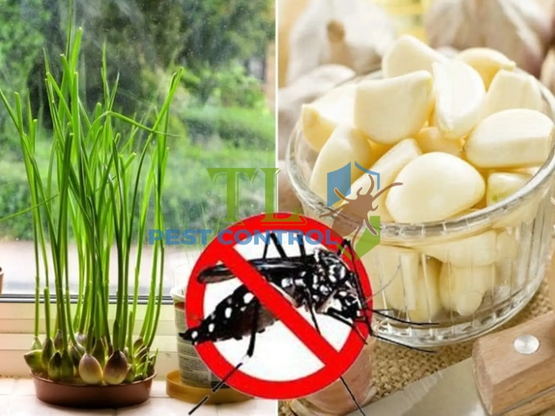 cách đuổi muỗi bằng tỏi
