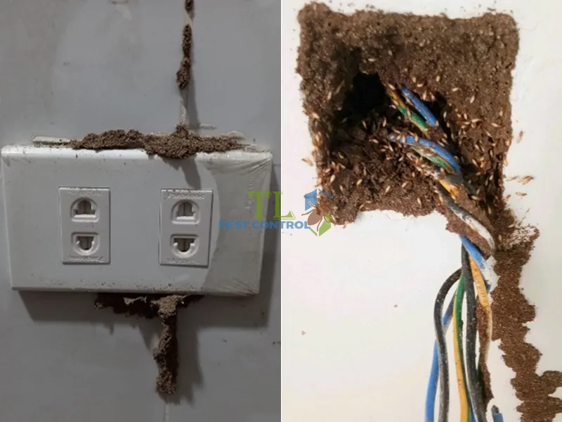 mối có ăn dây điện không