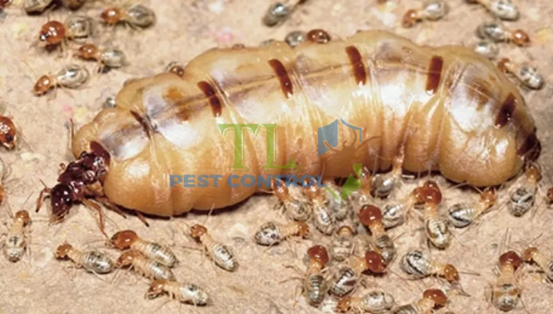 Tuổi thọ của mối chúa