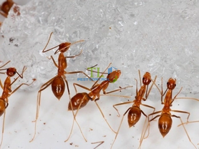 dịch vụ diệt kiến tận gốc