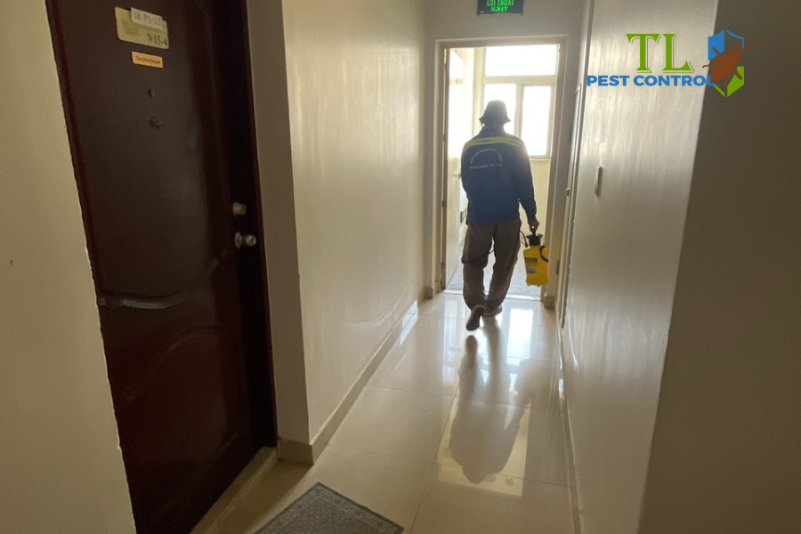 Giải pháp toàn diện cho mọi vấn đề về chuột cống lang từ Trần Long 