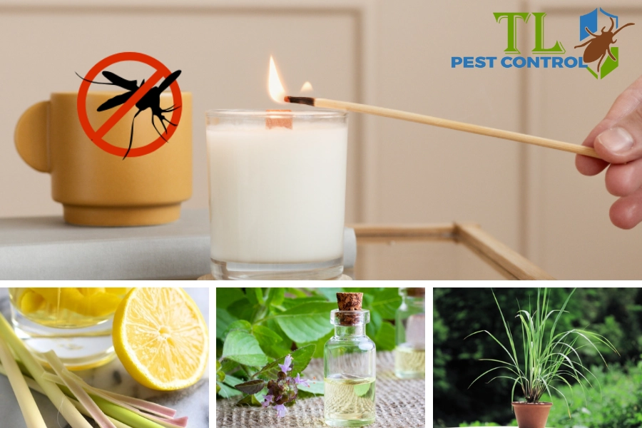 15+ Cách Diệt Muỗi Tự Nhiên Hiệu Quả Dễ Làm Tại Nhà