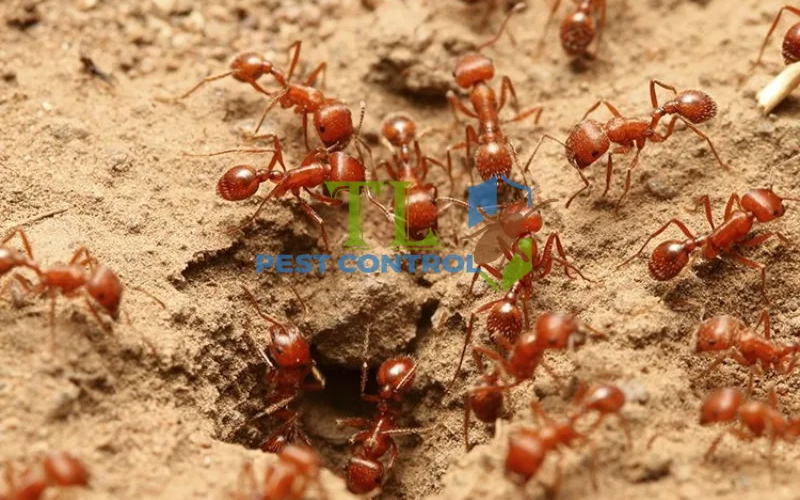 Tác hại của việc nhà có nhiều kiến