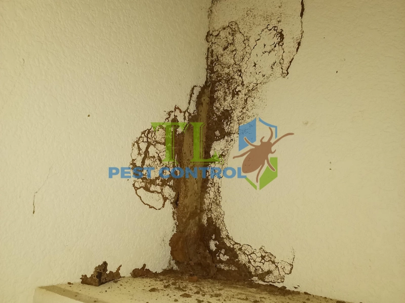 diệt mối tủ quần áo 