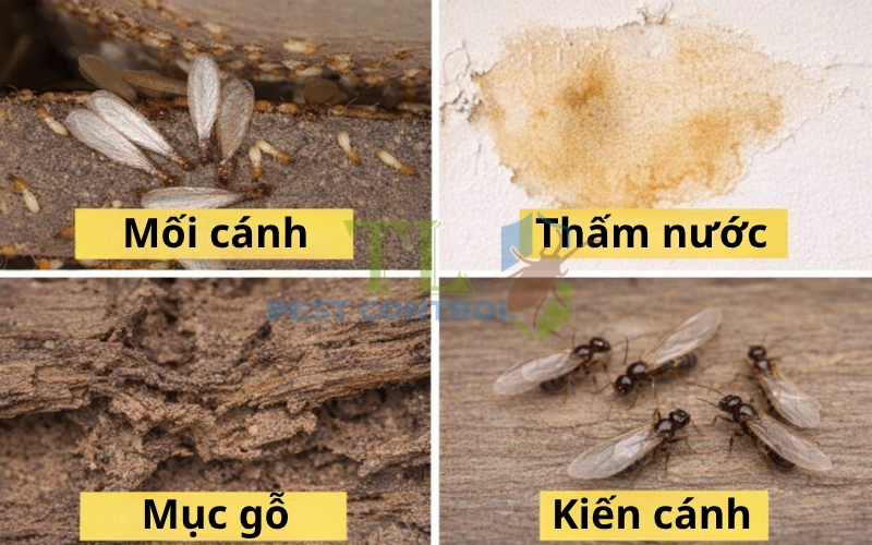 Phân biệt dấu hiệu mối với thấm nước, mục gỗ và kiến cánh