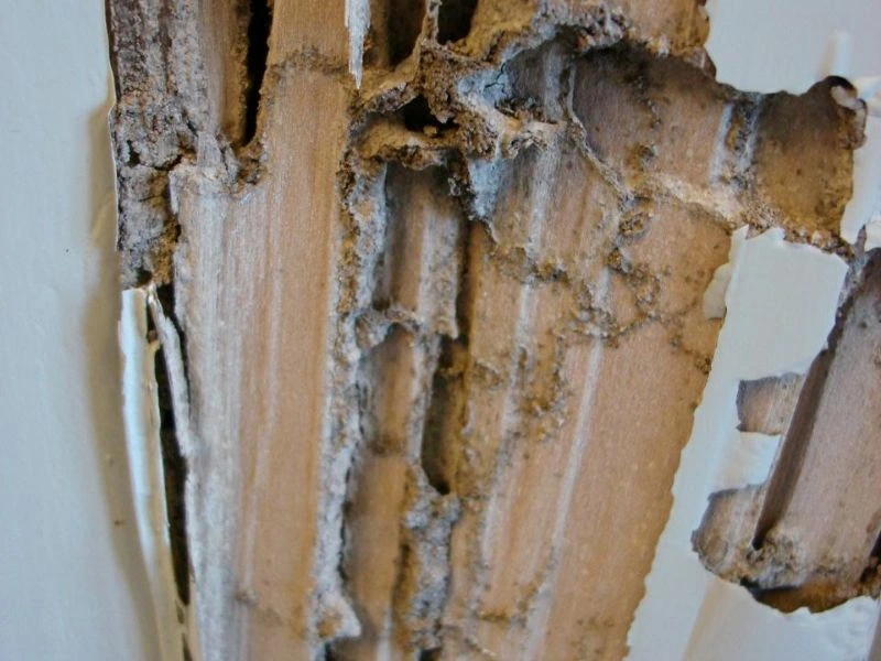 nguyên nhân nhà bị mối
