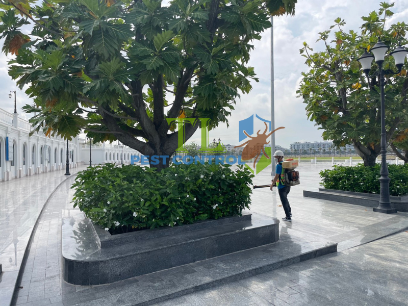 Dịch vụ phòng chống mối cho công trình tại Phường Hòa Hưng