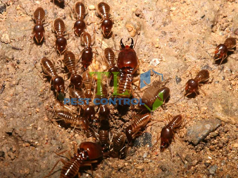diệt mối đất cho văn phòng diệt mối đất cho văn phòng