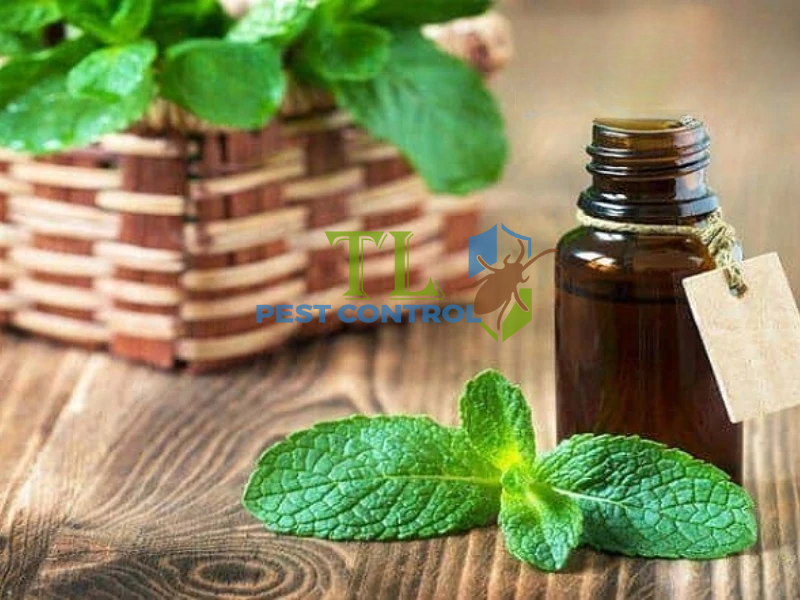 Diệt kiến bằng tinh dầu tự nhiên