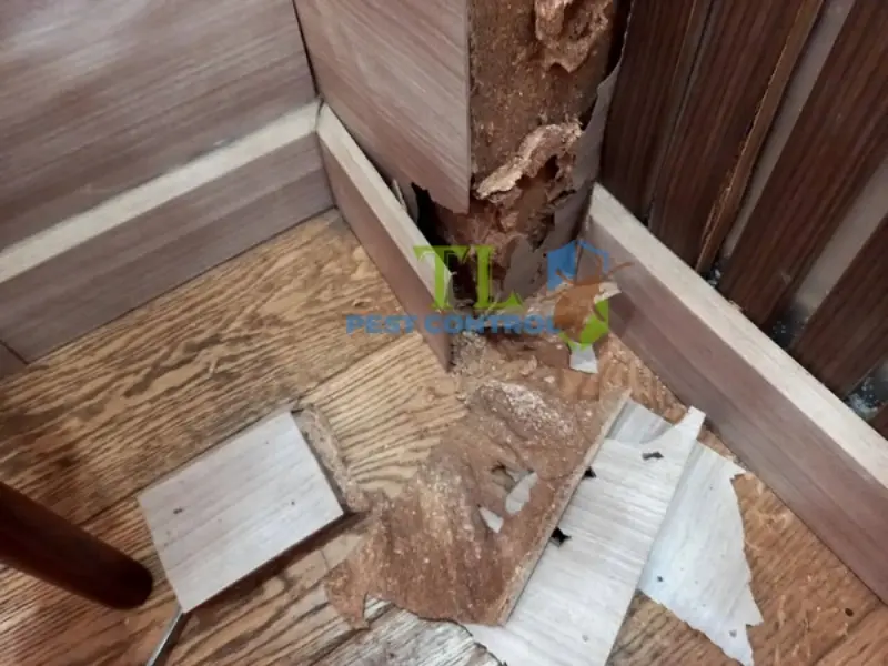 diệt mối bình tân