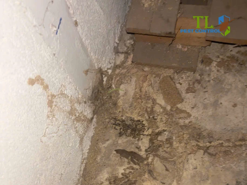 dịch vụ diệt mối quận 2