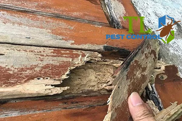 cách diệt mối trong cửa gỗ