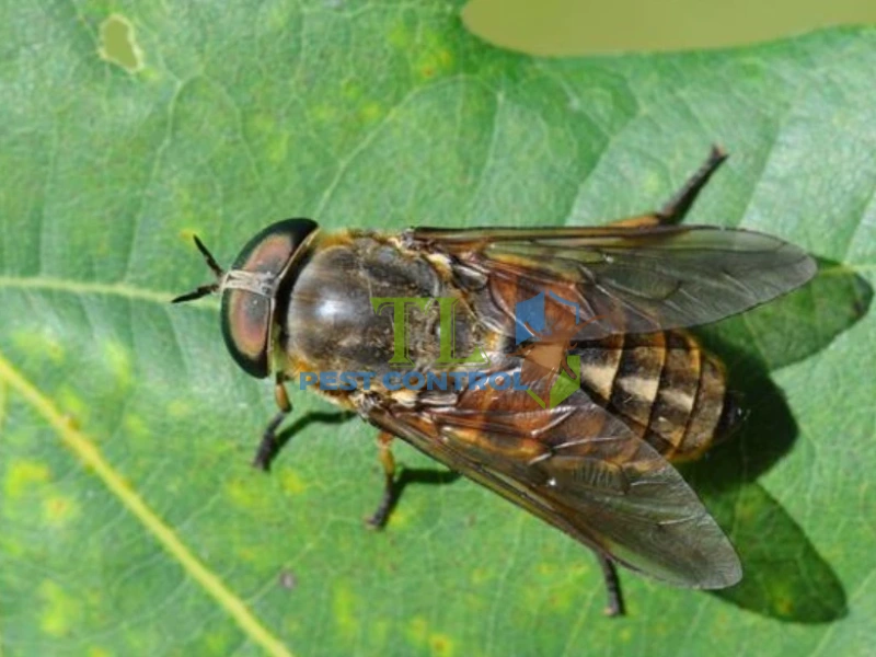 mẹo diệt ruồi trâu mẹo diệt ruồi trâu