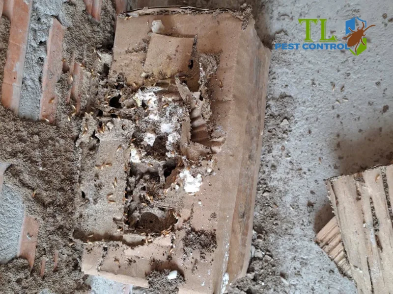 phòng chống mối sau khi xây nhà
