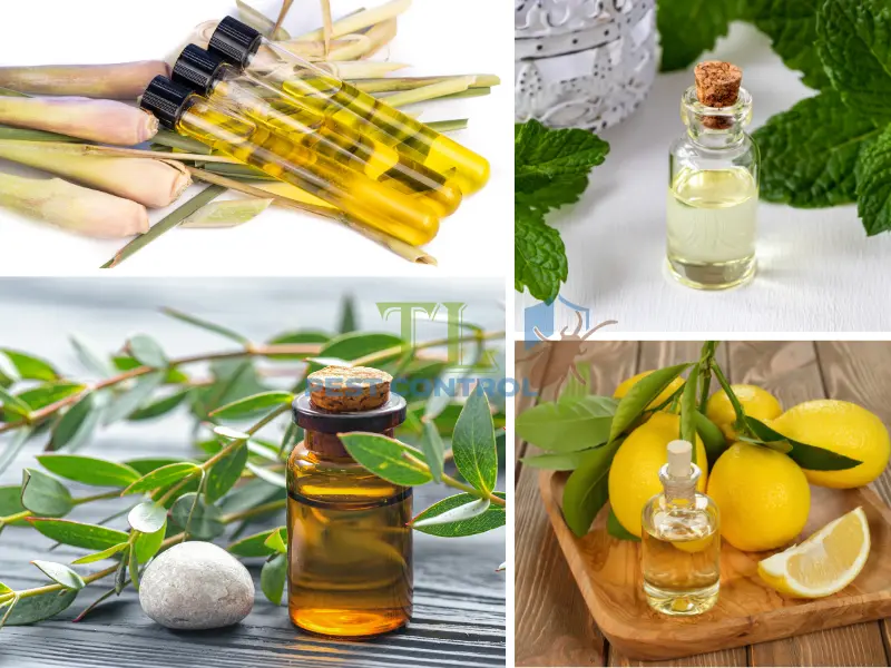 mẹo tránh muỗi đốt