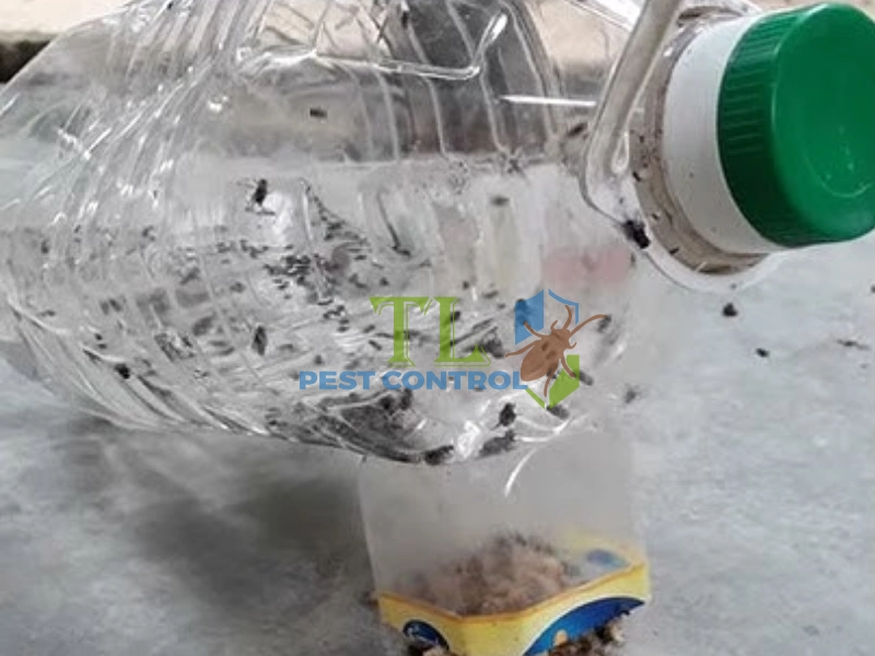 cách diệt ruồi trâu cách diệt ruồi trâu