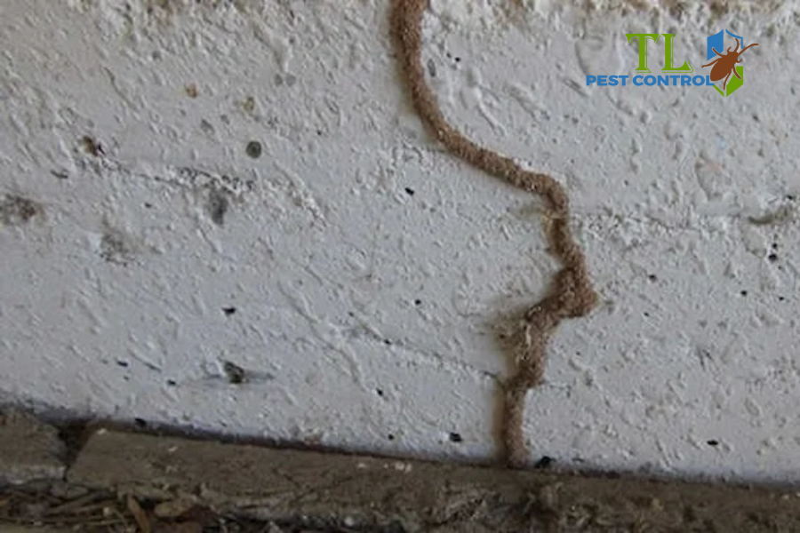 Dấu hiệu nhận biết mối ăn tường và mức độ nguy hiểm