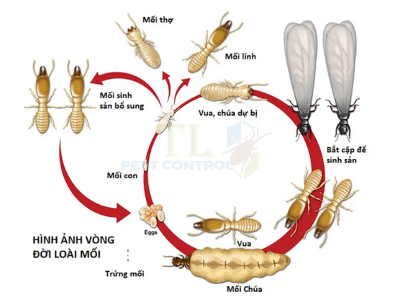 Quá trình hình thành của một mối chúa
