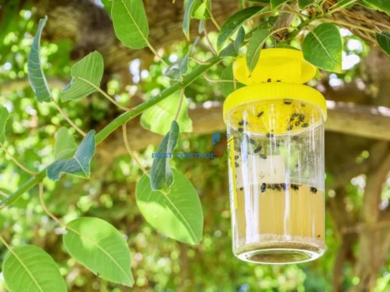 Trị ruồi vàng cho hoa lan