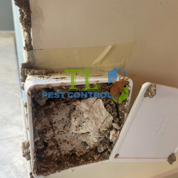 vòng đời của mối