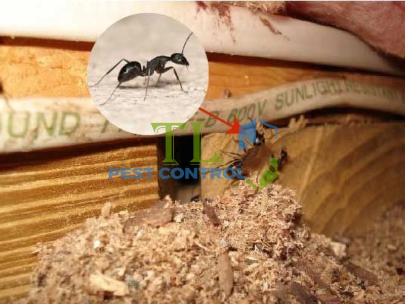 dấu hiệu bị kiến xâm nhập 