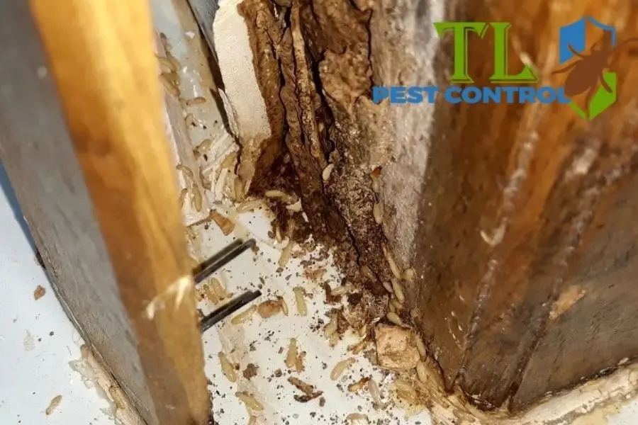 Con Mối Nhà: Dấu Hiệu, Tác Hại Và Cách Diệt Tận Gốc