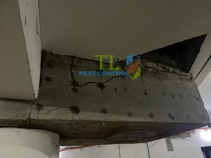 Quy trình diệt mối tận gốc quận 1 của Diệt Mối Trần Long Quy trình diệt mối tận gốc quận 1 của Diệt Mối Trần Long