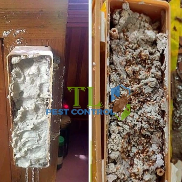 vòng đời của mối chúa