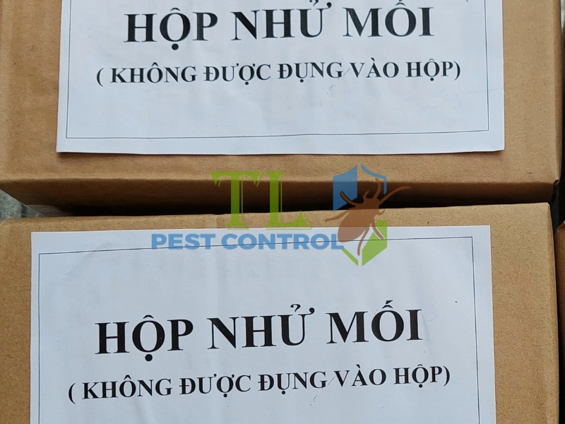 ấu trùng con mối 