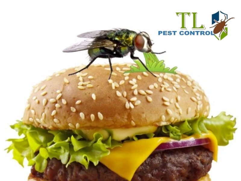 cách đuổi ruồi cho quán ăn cách đuổi ruồi cho quán ăn