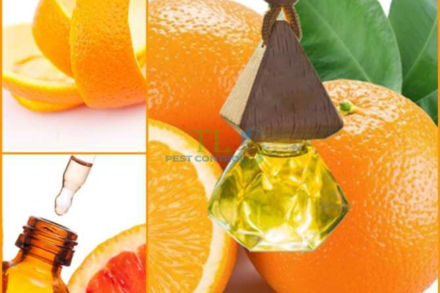 Sử dụng tinh dầu cam để diệt mối mọt