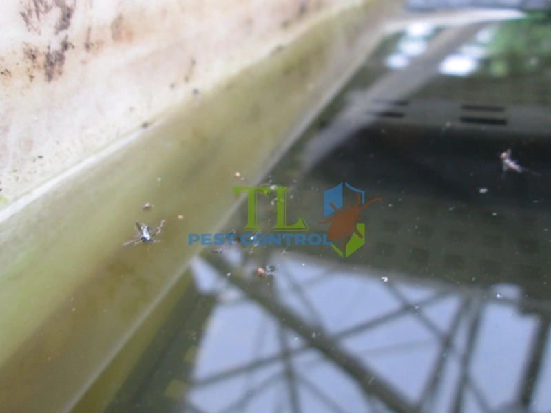 cách diệt muỗi dưới cống