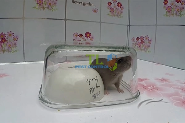 cách làm bẫy chuột không cần mồi