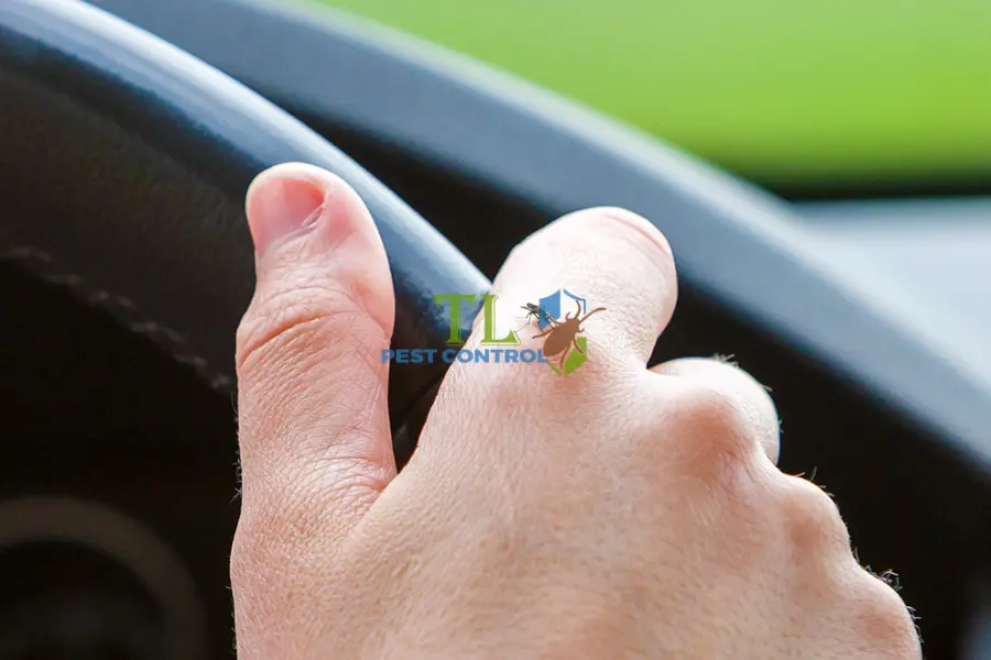 Cách Đuổi Muỗi Trong Xe Ô Tô Hiệu Quả Ngay Lập Tức