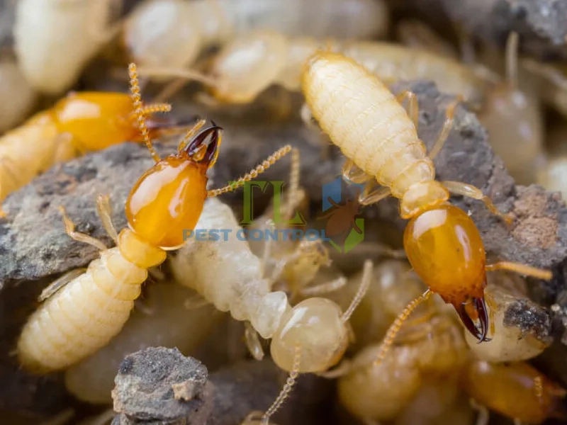 mối đất và mối gỗ